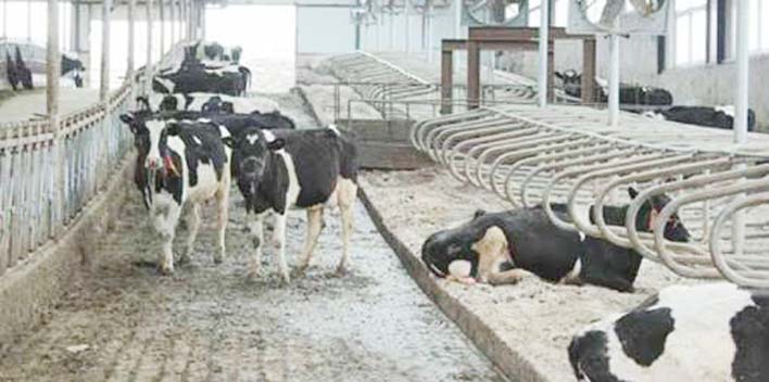 Photo of भारत, श्रीलंका को दूध की कराएगा आपूर्ति; आईआईसीटीएफ में करार