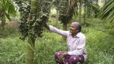 Photo of लॉकडाउन से सुपारी उत्पादकों की मुश्किलें बढ़ी