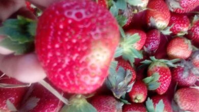 Photo of इफको बायो-फर्टिलाइजर से स्ट्रॉबेरी की पैदावार में बढ़ोतरी