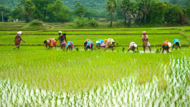 Photo of किसान उत्पादक संगठनों (एफपीओ) के लिए अनुदान