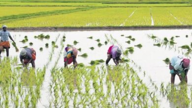 Photo of फंड की कमी: कालाहांडी पैक्स धान खरीदने में असमर्थ