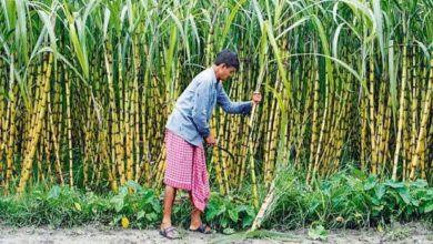 Photo of चीनी कोऑप: भुगतान के लिए हरियाणा में किसानों का प्रदर्शन