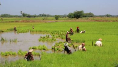 Photo of ओडिशा की 8,172 में से 7,595 सहकारी संस्थाएँ सक्रिय