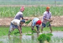 Photo of बीबीएसएसएल: 78 फसल किस्में, 3.24 लाख क्विंटल बीज तैयार