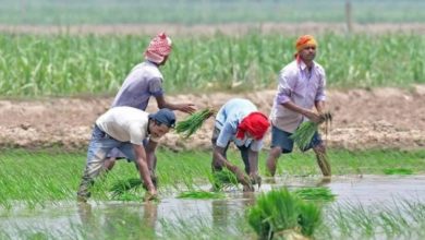Photo of बीबीएसएसएल: 78 फसल किस्में, 3.24 लाख क्विंटल बीज तैयार